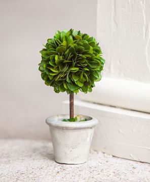 Mini Boxwood Topiary, 6½"