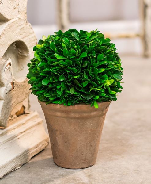Picture of Potted Boxwood Ball - 6"