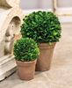 Picture of Potted Boxwood Ball - 4"