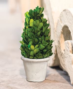 Picture of Mini Boxwood Cone Topiary