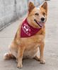 Picture of Wags and Wiggles Doggie Bandana