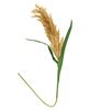 Picture of Pampas Grass Spray, 43.5"