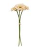 Picture of Triple Gerbera Daisy Bouquet, Cream Pink