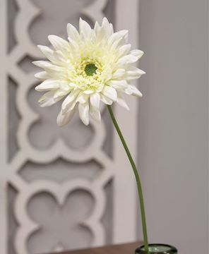 Picture of Blooming African Daisy Stem, White