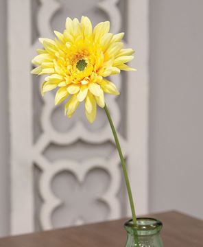 Picture of Blooming African Daisy Stem, Dark Yellow