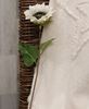 Picture of Blooming Sunflower Stem,  White