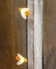 Picture of LED Bee Lights, 10ct.