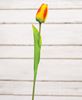 Picture of Sunset Tulip Stem, 15.5"
