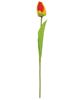 Picture of Sunset Tulip Stem, 15.5"