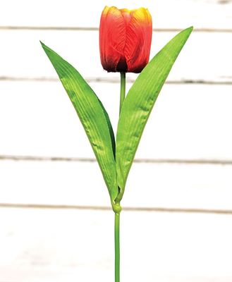 Picture of Sunset Tulip Stem, 17.5"