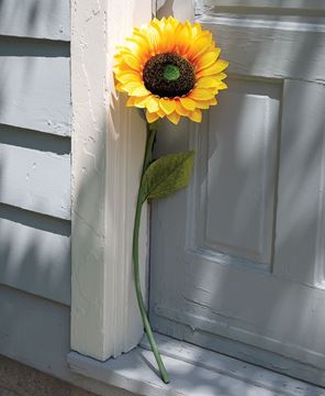 Picture of Giant Sunflower Stem