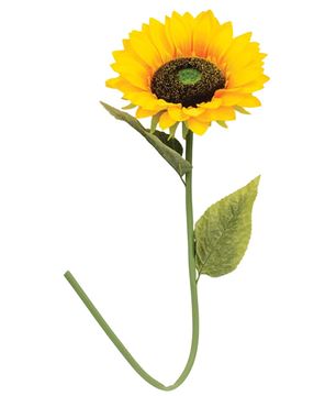 Picture of Giant Sunflower Stem