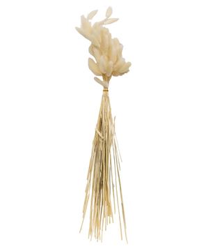 Picture of Dried Rabbit Tail Grass Bundle, White