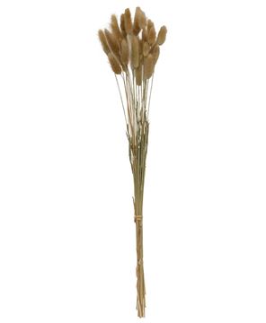 Picture of Wispy Dried Rabbit Tail Grass Bundle, Natural
