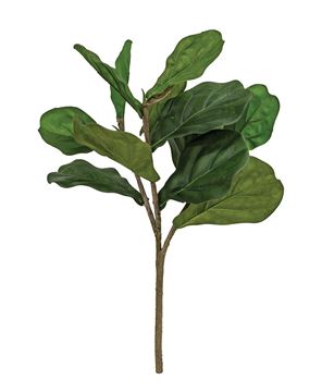 Picture of Fiddle Fig Spray