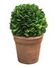 Picture of Potted Boxwood Ball - 4"