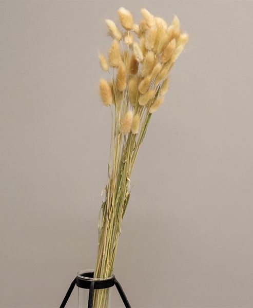 Picture of Dried Rabbit Tail Grass Bundle, Natural