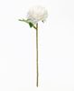 Picture of White Peony Stem