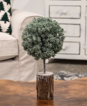 Picture of Frosted Balsam Fir Topiary, 12"