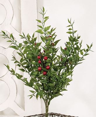 Picture of Lady Ruscus & Berries Bush, 12"