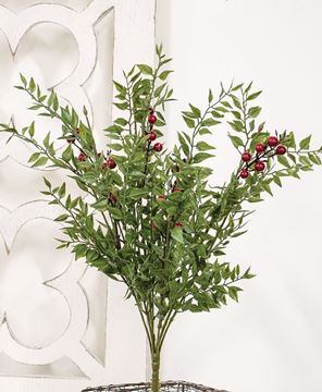 Picture of Lady Ruscus & Berries Bush, 19"